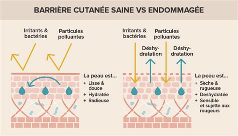 Schéma illustrant la barrière cutanée saine versus une barrière cutanée altérée laissant passer les allergènes