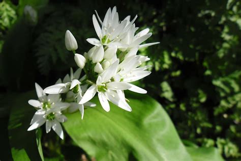 Détail d'une fleur d'ail des ours avec ses pétales blancs