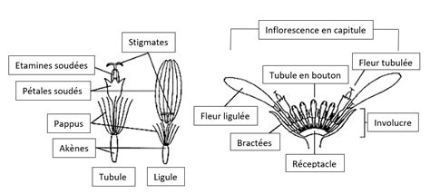 Schéma explicatif d'un capitule d'astéracée (fleurs ligulées et tubulées)