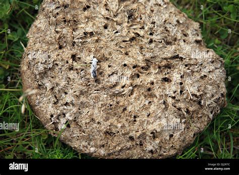 Bouse de vache séchée au soleil