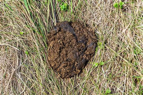 Champ de cultures fertilisé avec de la bouse de vache