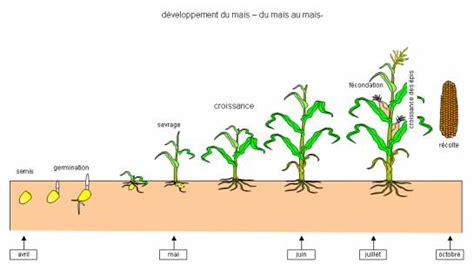 Schéma des étapes de croissance du maïs et périodes de sensibilité aux adventices