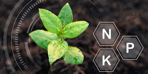 Infographie des besoins en nutriments NPK aux différents stades phénologiques de la pomme de terre