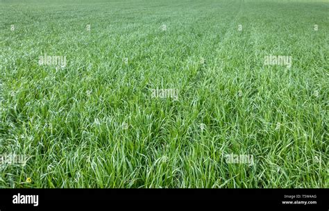 Prairie de ray-grass anglais luxuriante