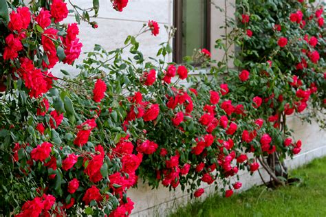 Un rosier grimpant rouge en pleine floraison sur une pergola