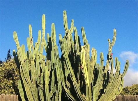 Silhouette architecturale d'un cactus cierge en pot