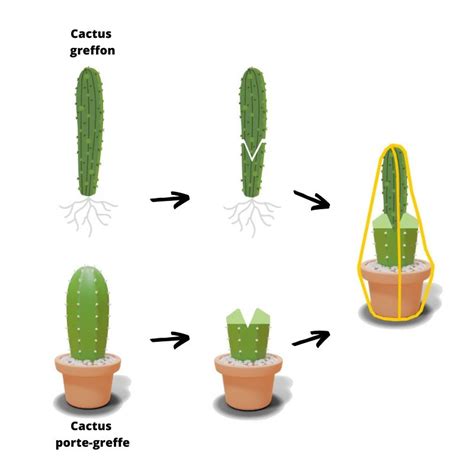 Diagramme illustrant l'exposition idéale et le drainage d'un cactus en pot