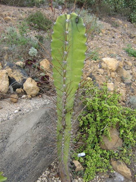Collection variée de cactus cierges et colonnaires en serre