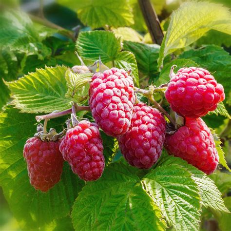 Photographie comparative de différentes variétés de Rubus dans un jardin botanique