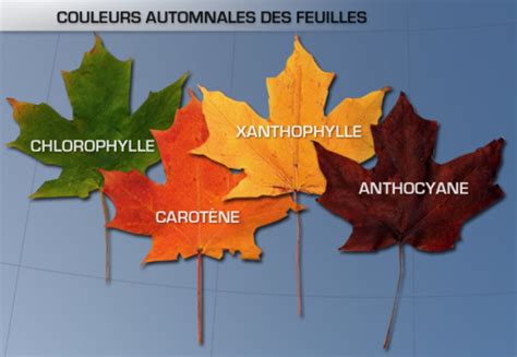 Détail des variations de couleurs des feuilles de Rubus au fil des saisons