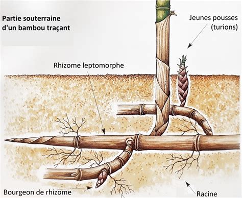 Illustration d'un rhizome de bambou traçant s'étendant sous terre