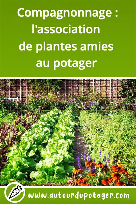 schéma illustrant l'association bénéfique de plantes au potager