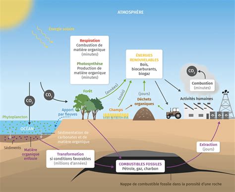 schéma explicatif du cycle d'entretien du gazon au fil des saisons