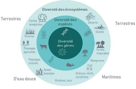 Schéma illustrant la densité et la diversité d'une micro-ferme en permaculture