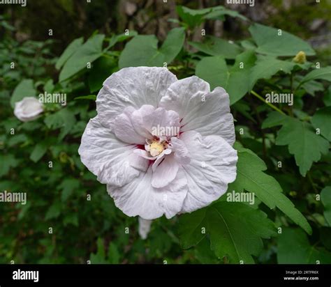 fleurs d'hibiscus syriacus dans un jardin ensoleillé