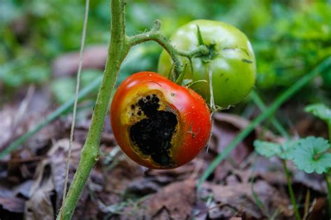 Tomate présentant une nécrose apicale typique avec une tache noire et creuse à sa base