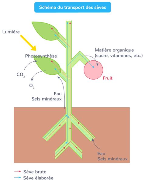 Schéma illustrant le transport de la sève et du calcium vers les fruits