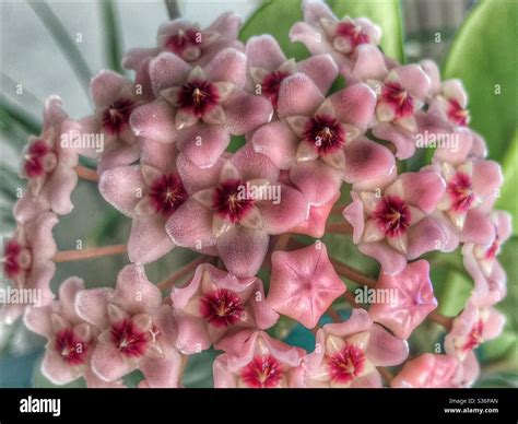 une grappe de fleurs de Hoya carnosa en gros plan, montrant l'aspect cireux des pétales en forme d'étoile