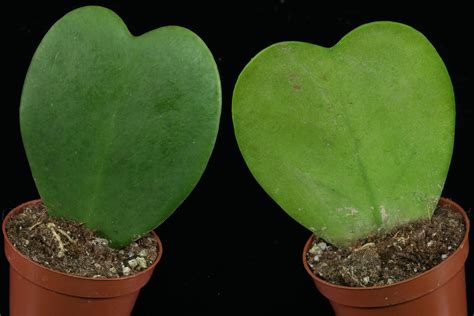 comparaison visuelle entre les feuilles du Hoya kerrii en forme de cœur et les feuilles allongées du Hoya carnosa