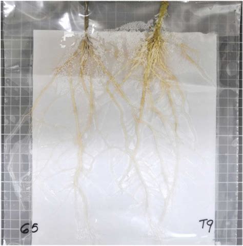 Image montrant les primordias émergeant d'une entaille dans un sac de culture