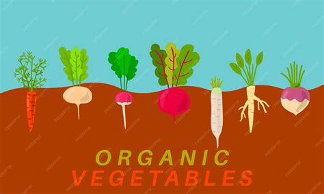 Illustration d'un champ de légumes biologiques en pleine croissance