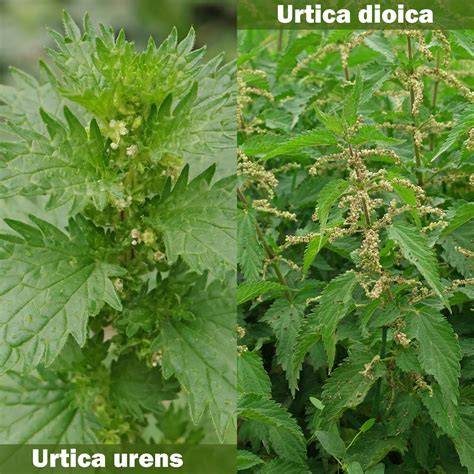 une image montrant une colonie d'orties (Urtica dioica) dans un coin de jardin ombragé