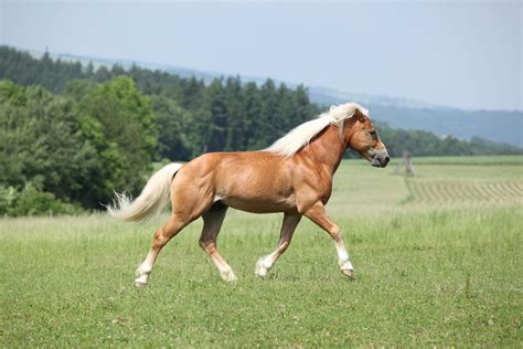 Cheval à la robe blonde