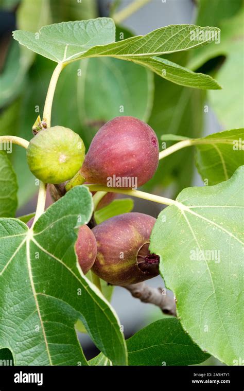 Figues en cours de maturation sur l'arbre