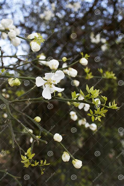 Arbuste de Poncirus trifoliata en fleur