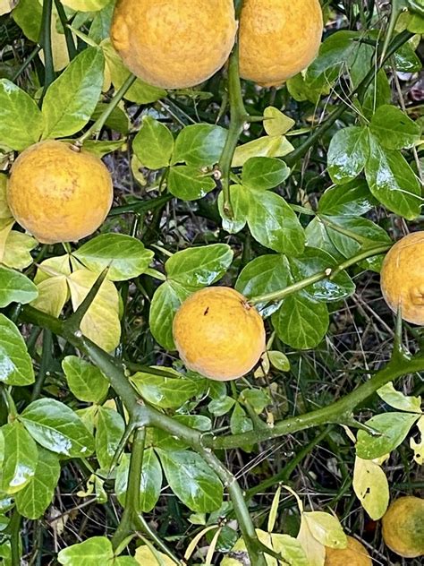 Détail des épines et des feuilles trifoliées du Poncirus trifoliata