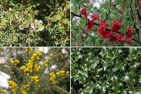 Haie défensive composée de Poncirus trifoliata et Pyracantha