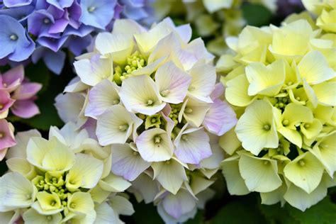 Illustration d'une variété d'hortensias aux couleurs variées