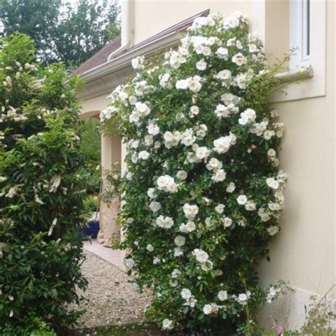 Exemple d'une façade embellie par un rosier grimpant palissé avec des câbles