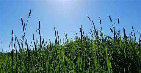 Champ de ray-grass anglais en Picardie
