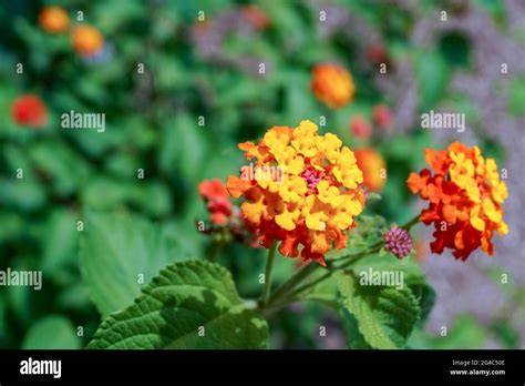 Gros plan de fleurs de Lantana camara aux couleurs variées