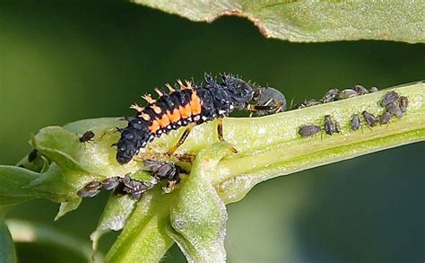 Larve de coccinelle dévorant des pucerons