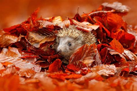 Hérisson dans un tas de feuilles
