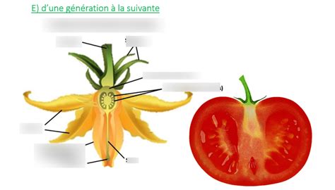 Fleur de tomate en coupe montrant l'étamine et l'ovaire