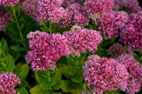 Illustration de diverses espèces d'orpin (sedum) avec leurs fleurs et feuillages variés