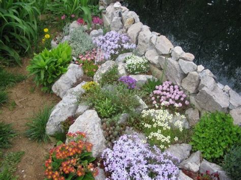 Sedum tapissant couvrant un mur de rocaille avec des fleurs colorées