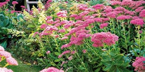 Un massif de sedums dressés en pleine floraison automnale, attirant les papillons
