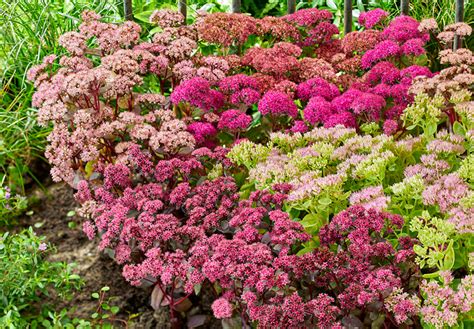 Schéma du calendrier de taille du sedum, distinguant les types dressés et tapissants