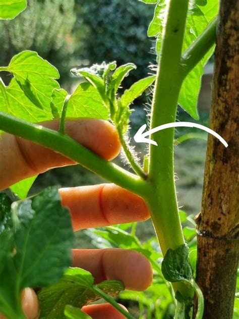 Illustration de la taille des gourmands de tomates
