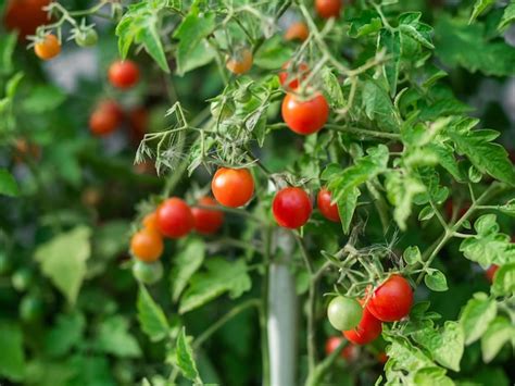 Tomates mûres sur le plant