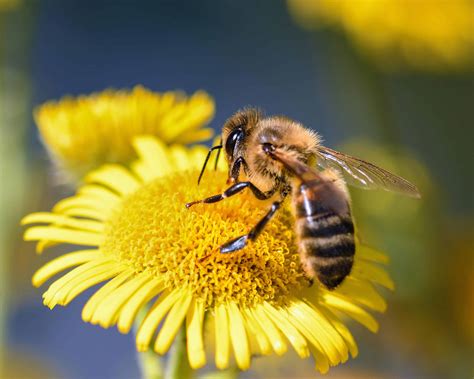 Abeilles sur des fleurs