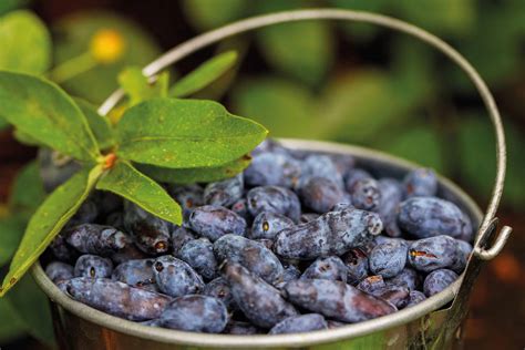 Exemple de plantation de petits fruits en pot