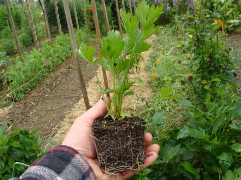 Repiquage d'un plant en godet
