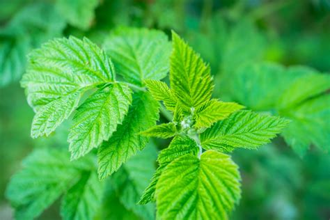 Feuilles de framboisier