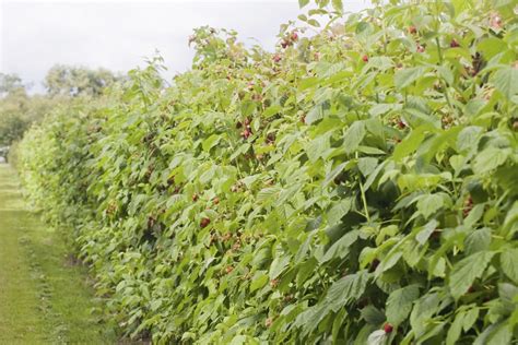 Plante de framboisier en gros plan