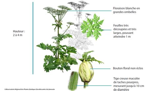 Illustration détaillée de la tige et des feuilles de la berce du Caucase pour faciliter son identification
